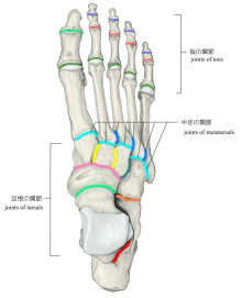 足部関節